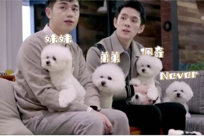 西安知識產(chǎn)權(quán)|暴擊！一只”擁有“400多件商標的狗狗！